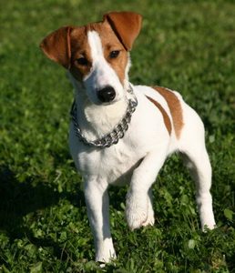 Сонник собака, до чого сниться Собака і що це означає по Міллеру, Фрейдом, Вангу бачити уві сні