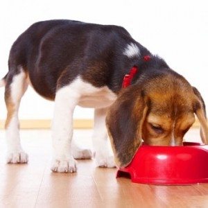 Сонник собака, до чого сниться Собака і що це означає по Міллеру, Фрейдом, Вангу бачити уві сні