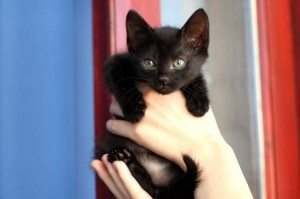 Сонник Чорний кошеня до чого сниться Чорний маленький Кошеня: дівчині, жінці багато бачити уві сні