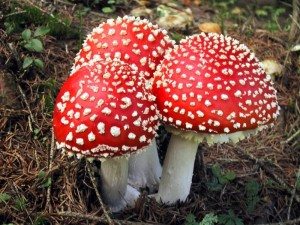 Сонник збирати Гриби до чого сниться збирати великі Гриби для жінки бачити у сні