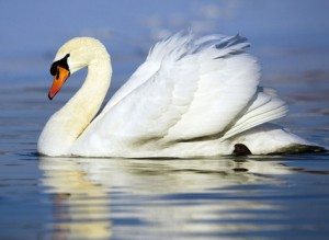 Сонник Лебеді до чого сняться Лебеді: чорний на воді бачити уві сні