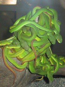 Сонник змія, яка кусає, до чого сниться змія, яка кусає бачити уві сні