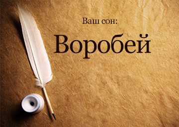 Сонник Воробей до чого сниться Горобець в руках залетів у вікно бачити уві сні