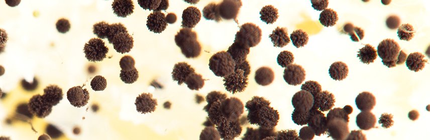 Цвіль у ванній, що робити?