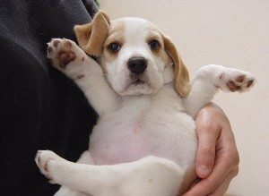 Сонник собака, до чого сниться Собака і що це означає по Міллеру, Фрейдом, Вангу бачити уві сні