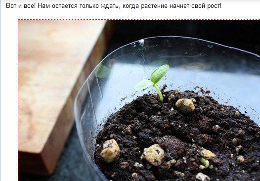 Садимо розсаду у пластикові пляшки з автополиву