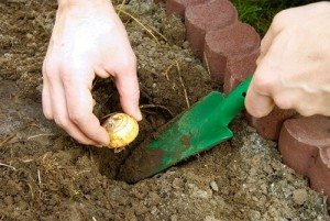 Сонник Тюльпани до чого сняться різнокольорові Тюльпани, білі, чорні: дівчині, жінці бачити уві сні