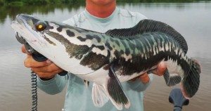 Сонник жива риба, до чого сниться велика жива риба дівчині у воді або акваріумі бачити уві сні