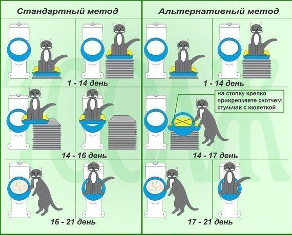 Як привчити кошеня до туалету в квартирі
