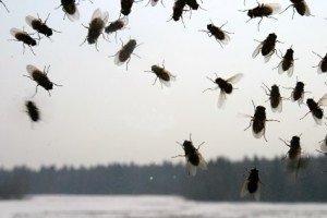 Сонник Мухи бачити уві сні до чого сняться?