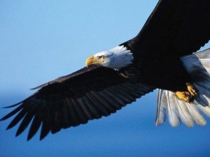 Сонник Орел до чого сниться величезний Орел у небі нападає, літає бачити уві сні
