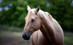 Сонник Гівно до чого приснилося Гівно багато людського бачити, є уві сні