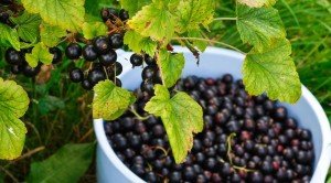 Сонник Чорна Смородина: велика на кущах бачити уві сні до чого сниться?