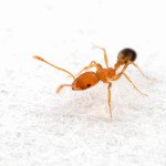 Якщо завелися комахи у ванній Якщо завелися комахи у ванній