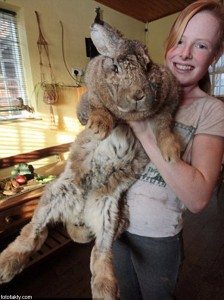 Сонник Заєць до чого сниться Заєць: білий. сірий, чорний бачити уві сні Сонник Заєць до чого сниться Заєць: білий. сірий, чорний бачити уві сні