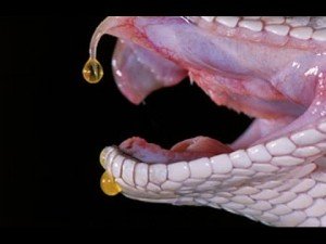 Сонник Змії наснилося у сні бачити