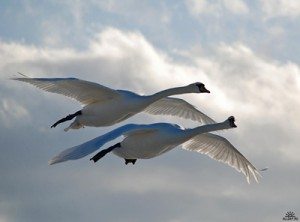 Сонник Лебеді до чого сняться Лебеді: чорний на воді бачити уві сні