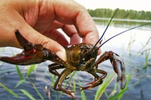 Сонник Раки Ловити живі у воді бачити уві сні до чого сниться?