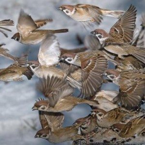 Сонник Воробей до чого сниться Горобець в руках залетів у вікно бачити уві сні