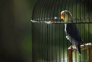 Сонник Папуга до чого сниться Папуга для жінок багато: в клітці, руках, білий бачити уві сні