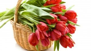 Сонник Тюльпани до чого сняться різнокольорові Тюльпани, білі, чорні: дівчині, жінці бачити уві сні