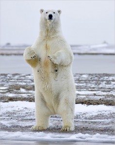 Сонник Ведмідь заміжній жінці або незаміжньої: білий, бурий, чорний бачити уві сні і до чого сниться