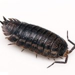 Якщо завелися комахи у ванній Якщо завелися комахи у ванній