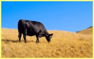 Сонник Доїти корову до чого сниться Доїти корову жінці, дівчині і бачити молоко в сні