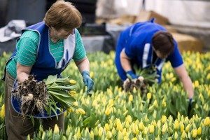 Сонник Тюльпани до чого сняться різнокольорові Тюльпани, білі, чорні: дівчині, жінці бачити уві сні