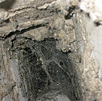 Як зробити вентиляцію в ванній, щоб не було плісняви та грибка?