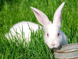 Сонник Білий Кролик бачити уві сні до чого сниться?