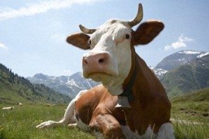Сонник Корова бачити уві сні до чого сниться?