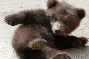 Сонник Ведмежа маленьке жінці бачити уві сні до чого сниться?