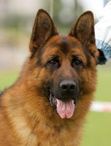 Сонник собака, до чого сниться Собака і що це означає по Міллеру, Фрейдом, Вангу бачити уві сні