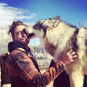 Сонник Білий Вовк добрий бачити уві сні жінці дівчині до чого сниться?