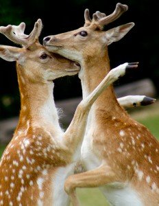 Сонник Олень з великими рогами бачити уві сні до чого сниться