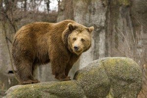 Сонник ведмідь, до чого сниться Ведмідь жінці тлумачення по Міллеру бачити уві сні