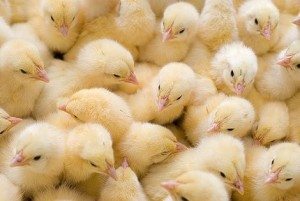 Сонник Курка до чого сниться Курка жінці бачити уві сні