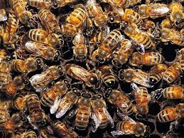 Сонник бджоли до чого сняться бджоли бачити уві сні