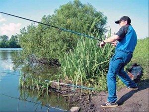 Сонник багато Риби до чого сниться багато Риби жінці: у чистій воді бачити уві сні
