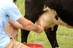 Сонник Доїти корову до чого сниться Доїти корову жінці, дівчині і бачити молоко в сні