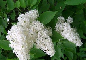 Сонник Сирень до чого сниться Бузок квітуча: бузкова або біла в букеті бачити уві сні