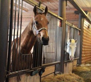 Сонник Коня до чого сниться Кінь що означає бачити в сні по Міллеру, Вангу