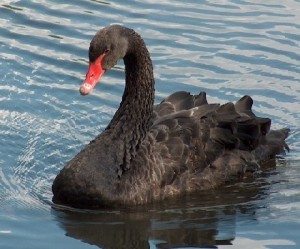 Сонник Лебеді до чого сняться Лебеді: чорний на воді бачити уві сні