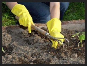 Сонник Полоти: грядки буряни город бачити уві сні до чого сниться?