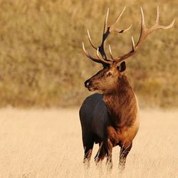 Сонник Олень з великими рогами бачити уві сні до чого сниться