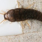 Як позбутися від чешуйницы?