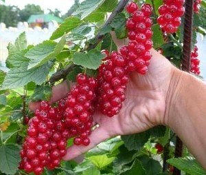 Сонник Червона Смородина: їсти збирати бачити уві сні до чого сниться?