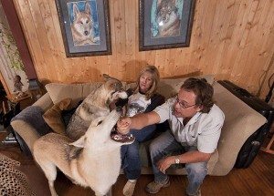 Сонник вовки нападають До чого сняться Вовки які нападають: кусають за руку ногу, агресивні