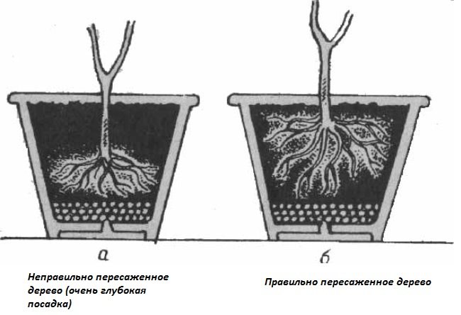 Кімнатний лимон   як доглядати в домашніх умовах